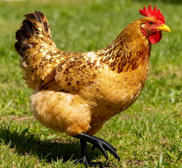 超市卖20元一只的烤鸡 真的能放心吃吗